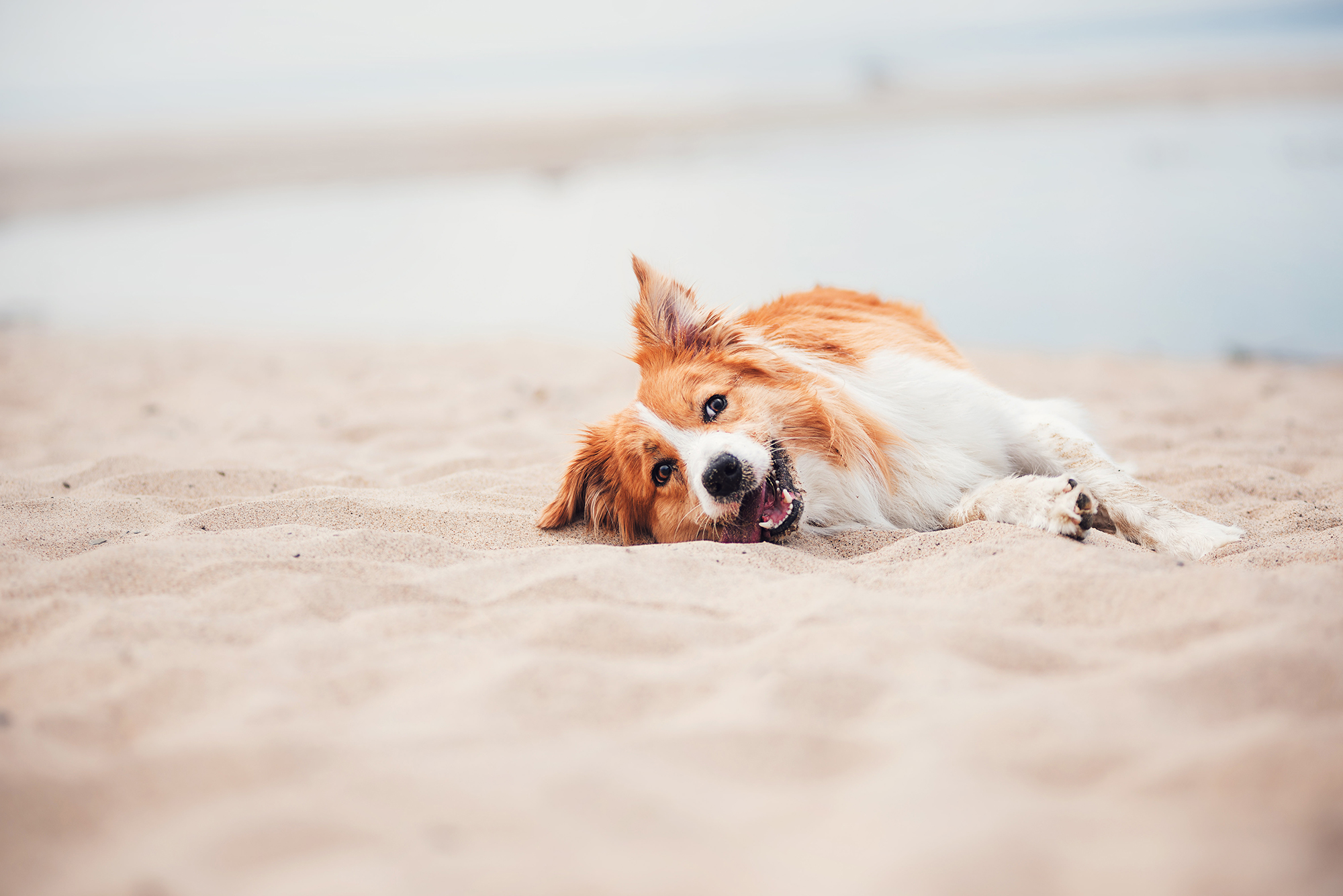 red border collie enjoying the beach laying on its side